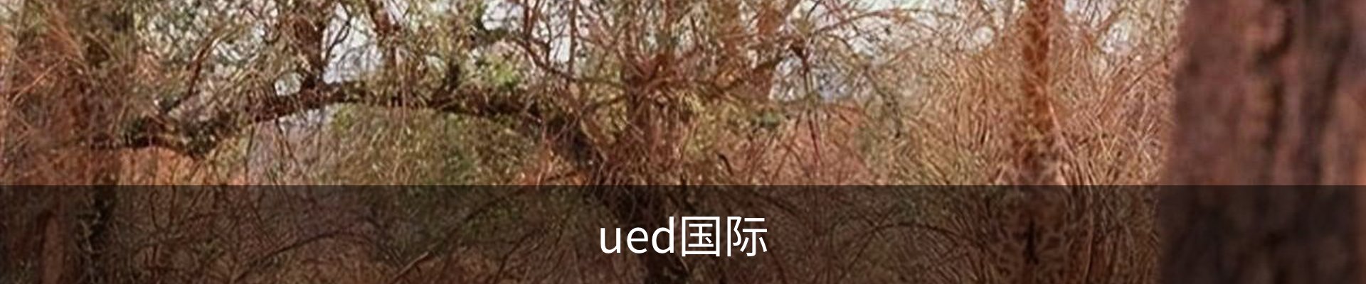 UED·(国际) - 官网